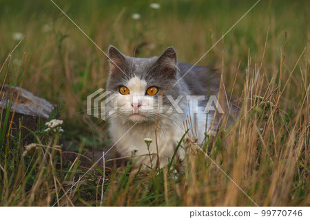 Beautiful cat outdoor in autumn flowering garden.. Beautiful cat outdoor in autumn flowering garden.. 99770746
