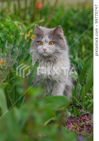 Cat with stress or discomfort in the garden. Excited cat is outside in the garden for the first time Cat with stress or discomfort in the garden. Excited cat is outside in the garden for the first time 99770747