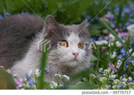 Cats going outside Cats going outside 99770757