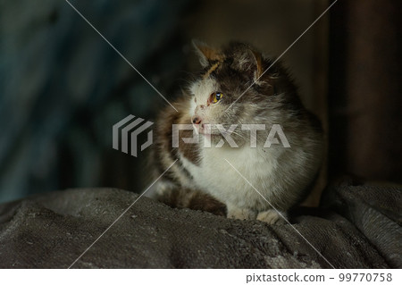 Outdoor wild dirty wounded kitten outdoor Outdoor wild dirty wounded kitten outdoor 99770758