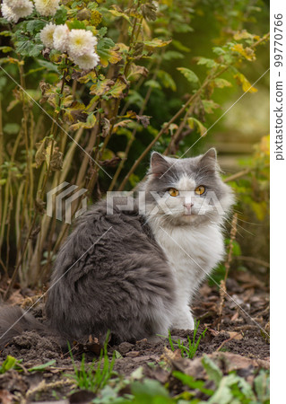 Cat in a field of autumn flowers Cat in a field of autumn flowers 99770766