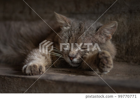 Rescue of pets 99770771