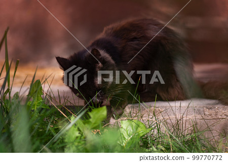 Letting the cat outside Letting the cat outside 99770772