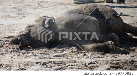 Adult Asian elephant lies on the ground and throws sand with its trunk Adult Asian elephant lies on the ground and throws sand with its trunk 99770922