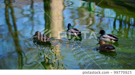 A flock of mallard ducks swims in a pond, spring day A flock of mallard ducks swims in a pond, spring day 99770925