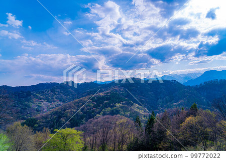 [Cherry blossom material] Yamazakura no Sato / Osenkyo [Nagano Prefecture] 99772022