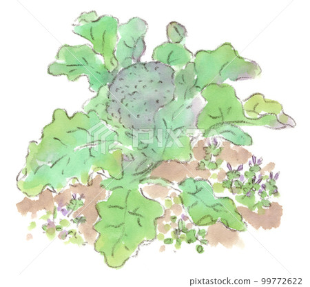 Watercolor sketch illustration of broccoli with large leaves in the field from winter to early spring 99772622