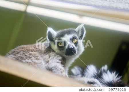 Wooolmen in the zoo 99773026