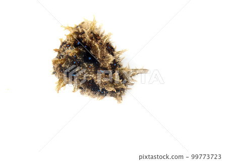 Friritoameflash Friritoameflash 99773723