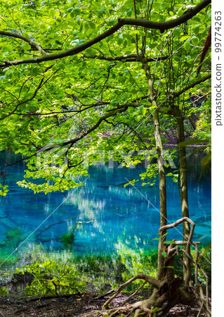 山形遊佐的初夏 新綠的神秘池塘丸池 99774263