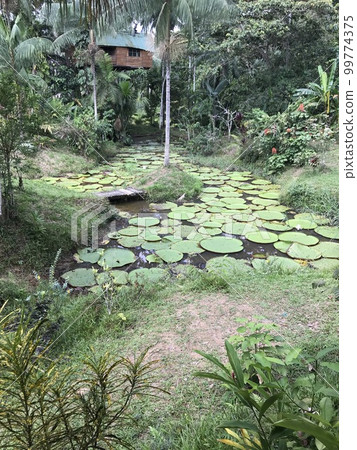 Wetlands of the Amazon River Region 99774375