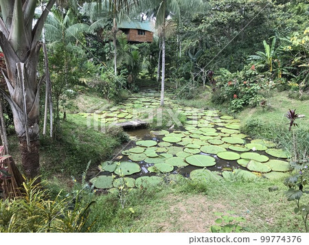 Wetlands of the Amazon River Region 99774376