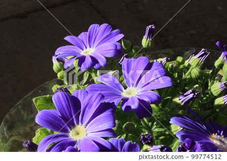 blue cineraria flower blue cineraria flower 99774512