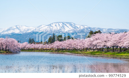 高田城址公園（春季）：護城河沿線的櫻花樹和妙高山 99774529