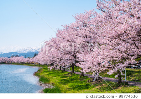 高田城址公園（春季）：護城河沿岸的櫻花樹 99774530