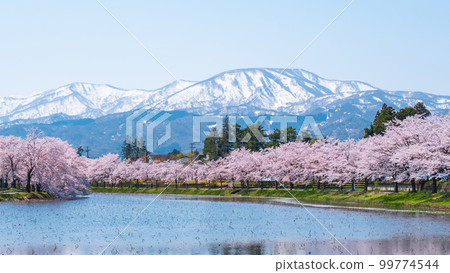 Takada Castle Ruins Park (Spring): Rows of cherry blossom trees along the moat and the mountains of Myoko Takada Castle Ruins Park (Spring): Rows of cherry blossom trees along the moat and the mountains of Myoko 99774544