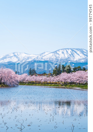 Takada Castle Ruins Park (Spring): Rows of cherry blossom trees along the moat and the mountains of Myoko Takada Castle Ruins Park (Spring): Rows of cherry blossom trees along the moat and the mountains of Myoko 99774545