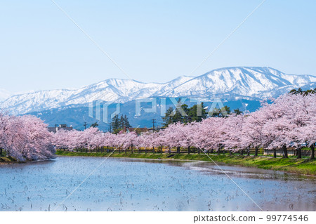 Takada Castle Ruins Park (Spring): Rows of cherry blossom trees along the moat and the mountains of Myoko Takada Castle Ruins Park (Spring): Rows of cherry blossom trees along the moat and the mountains of Myoko 99774546