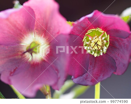 Red Christmas rose flower up 99774590