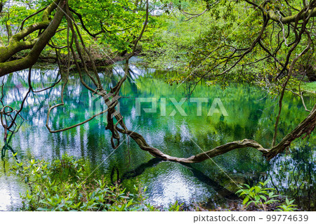 Yamagata Yusa's early summer Mysterious Pond Maruike of fresh greenery 99774639