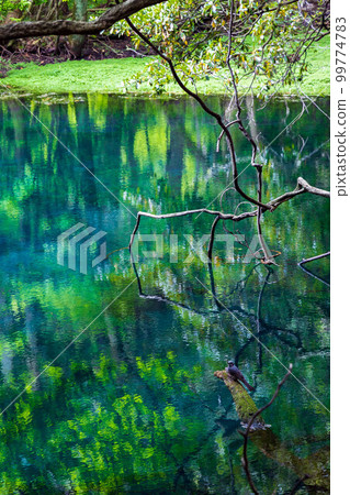 山形遊佐的初夏 新綠的神秘池塘丸池 99774783