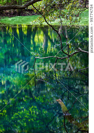 山形遊佐的初夏 新綠的神秘池塘丸池 99774784