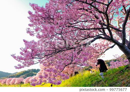 Kawazu cherry tree row of trees Kawazu cherry tree row of trees 99775677