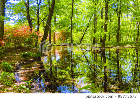 Reflection of fresh greenery and azaleas Reflection of fresh greenery and azaleas 99775678