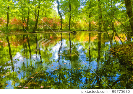 新鮮的綠色和藍天反射 99775680