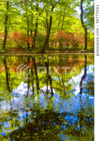 Reflection of fresh green and blue sky (vertical) Reflection of fresh green and blue sky (vertical) 99775681