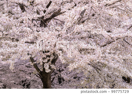 櫻花盛開 櫻花盛開 99775729