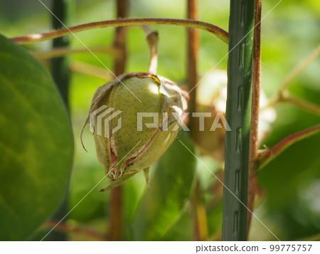 Green Cotton Seeds/Cotton Balls 99775757