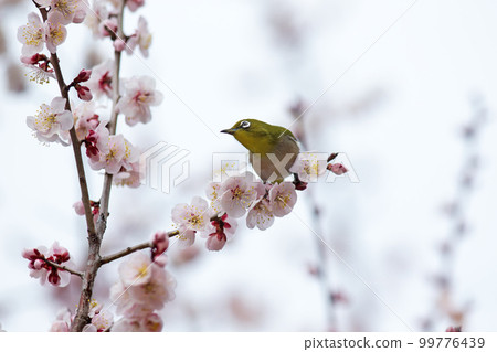 Meiro and plum 99776439