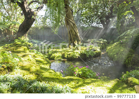 The Beautiful spring moss and fern in the garden under big trees, Chiang Mai, Thailand The Beautiful spring moss and fern in the garden under big trees, Chiang Mai, Thailand 99777133