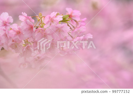 Pink cherry blossoms Pink cherry blossoms 99777152