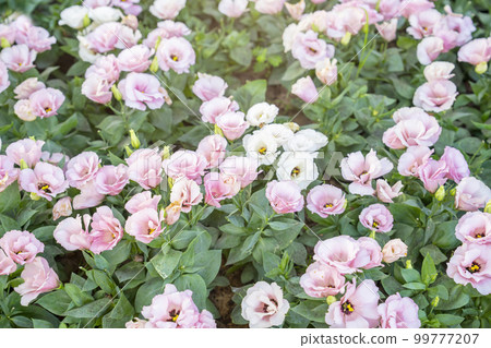 The Pink Lisianthus flowers are blooming in the warm sunlight in the morning. The Pink Lisianthus flowers are blooming in the warm sunlight in the morning. 99777207