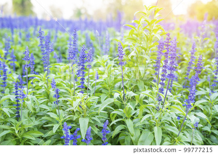 closeup the blue sage flowers in bloom growing in herbal garden 99777215