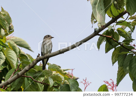Ezobita 長著可愛的圓眼睛，擱在樹枝上 99777234