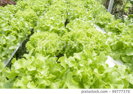 The Green leaf lettuce farm that plant as hydroponics method The Green leaf lettuce farm that plant as hydroponics method 99777378