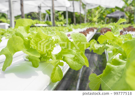 The Hydroponics vegetable farm The Hydroponics vegetable farm 99777518