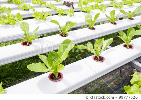 The Young Cos lettuce plant growing in organic vegetable garden. The Young Cos lettuce plant growing in organic vegetable garden. 99777520