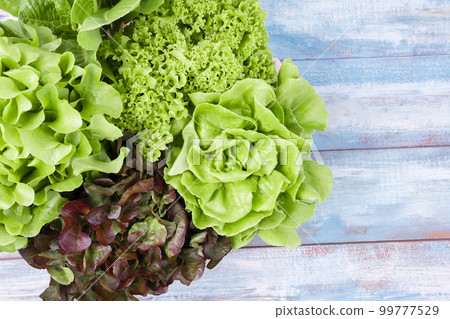 Hydroponic vegetables on blue wooden background. Green butter head, Red Oak, Green Oak 99777529