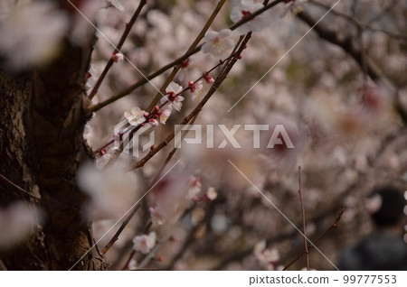 SAKURA SAKURA 99777553