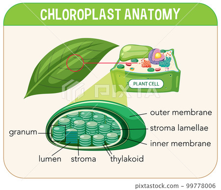 Diagram of Chloroplast Anatomy for Biology and Life Science Education 99778006