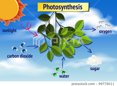 Diagram of Photosynthesis for biology and life science education 99778011