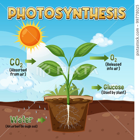 Diagram of Photosynthesis for biology and life science education 99778025