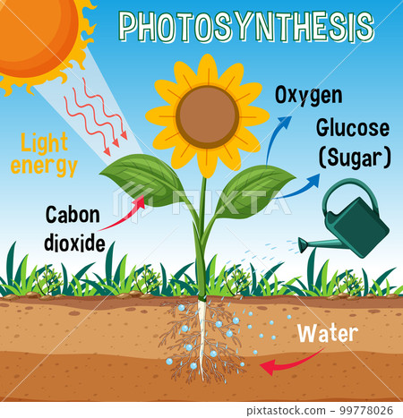 Diagram of Photosynthesis for biology and life science education 99778026