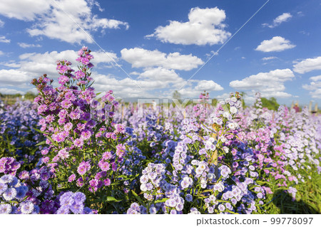 Purple Lavender and Cutter field flower in the nature garden horizon of the summer. 99778097
