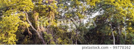 PANORAMA huge Lush crown tall trunk of jungle evergreen forest green yellow trees sky BACKGROUND. Summer Day Time Wallpaper View LANDSCAPE morning sunshine PANORAMA huge Lush crown tall trunk of jungle evergreen forest green yellow trees sky BACKGROUND. Summer Day Time Wallpaper View LANDSCAPE morning sunshine 99778162