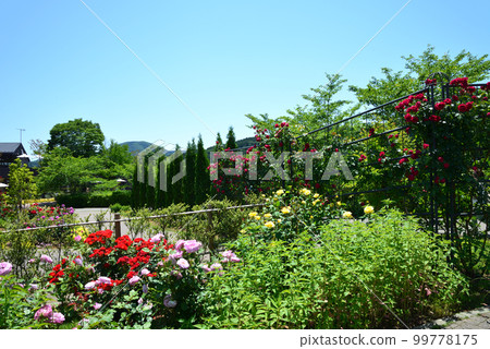 我去了茨城花卉公園#34 我去了茨城花卉公園#34 99778175